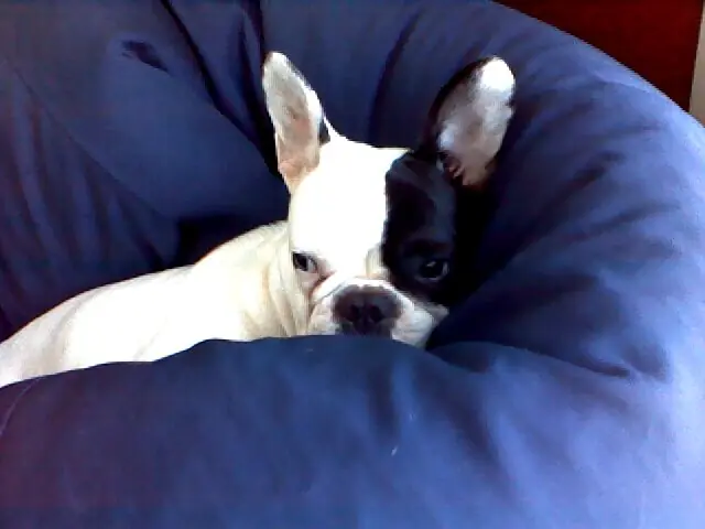 A French bulldog on a blue beanbag